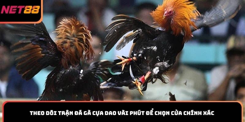 Theo dõi trận đá gà cựa dao vài phút để chọn cửa chính xác
