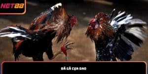 Đá gà cựa dao