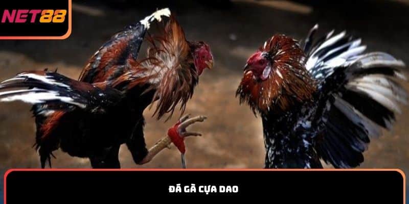 Đá gà cựa dao