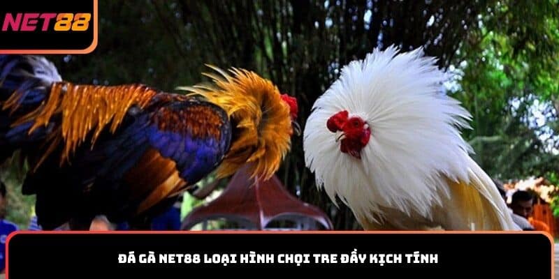 Đá gà Net88 loại hình chọi tre đầy kịch tính