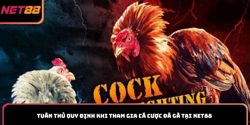 Tuân thủ quy định khi tham gia cá cược đá gà tại Net88