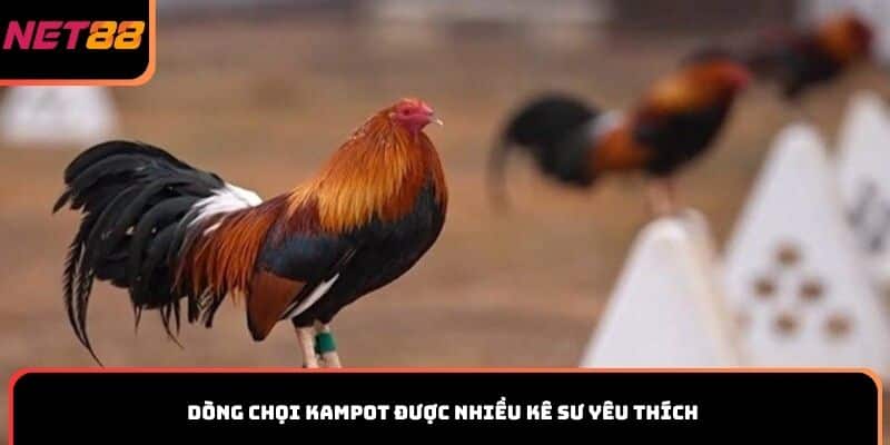 Dòng chọi Kampot được nhiều kê sư yêu thích