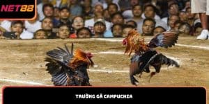 Trường gà Campuchia