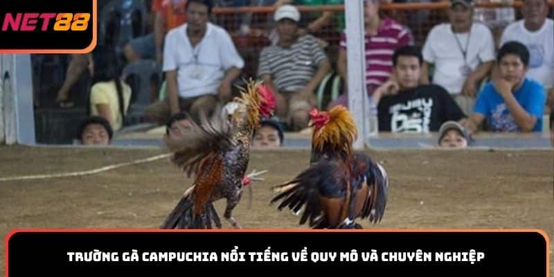 Trường gà Campuchia nổi tiếng về quy mô và chuyên nghiệp